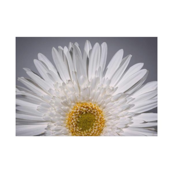 White Daisy  Poster