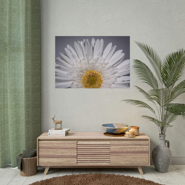 White Daisy  Poster