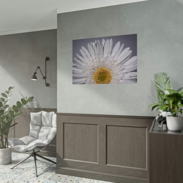 White Daisy  Poster