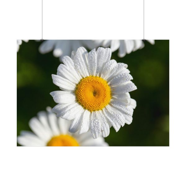 White Daisy Flower Poster