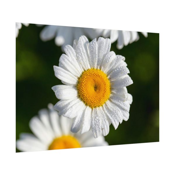 White Daisy Flower Poster