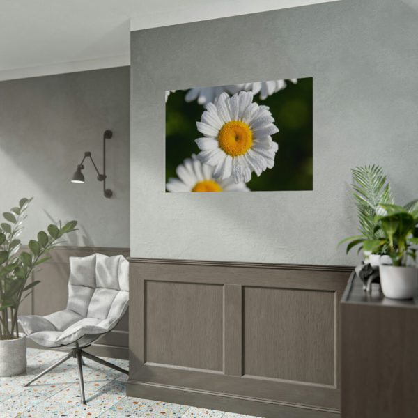 White Daisy Flower Poster