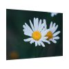 92408-229.jpg Wild Daisy Poster
