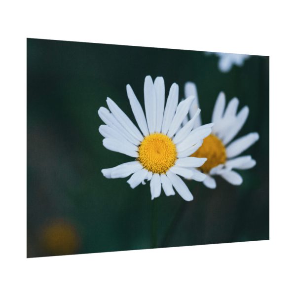 92408-229.jpg Wild Daisy Poster