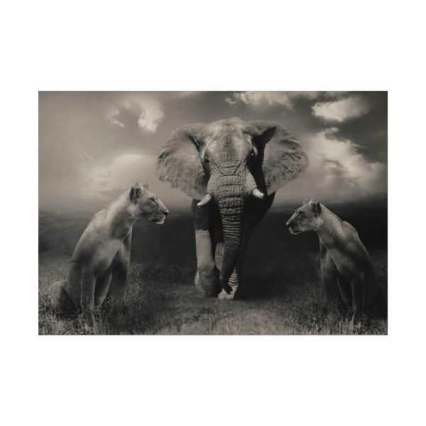 92408-237.jpg Big Elephant with Two Lion Poster
