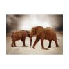 92408-247.jpg African Elephants Poster