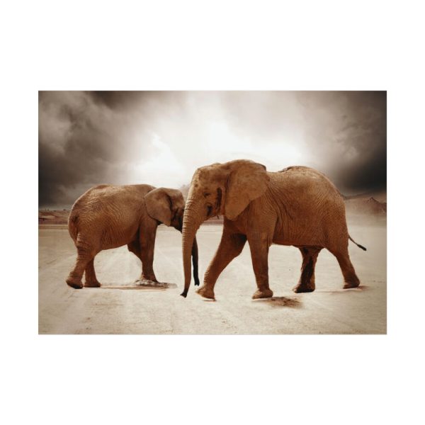 92408-247.jpg African Elephants Poster