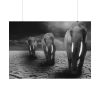 92408-258.jpg Elephants in Africa, Safari Poster