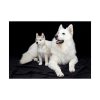 92408-27.jpg White Swiss Shepherds Poster