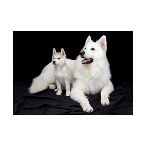 92408-27.jpg White Swiss Shepherds Poster