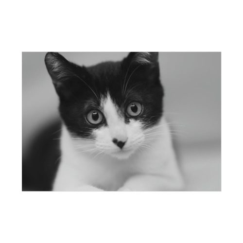 92408-272.jpg Bicolor Cat Poster