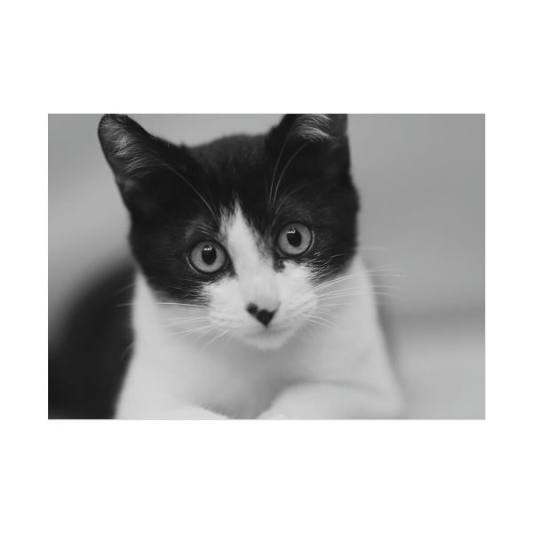 Bicolor Cat Poster