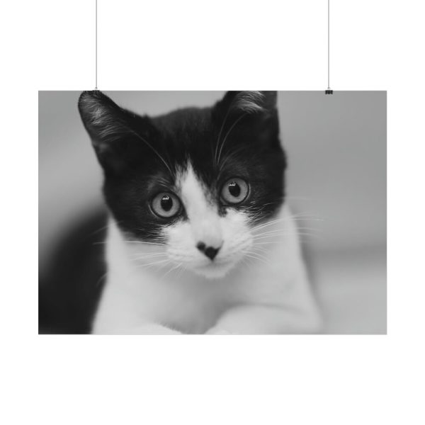Bicolor Cat Poster