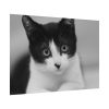 Bicolor Cat Poster