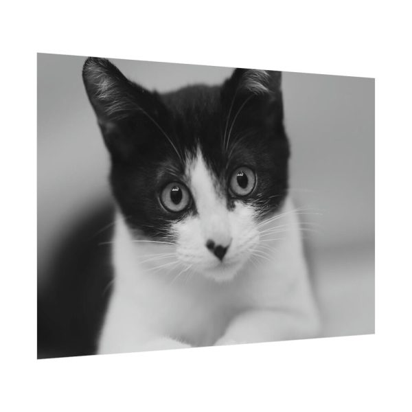 Bicolor Cat Poster