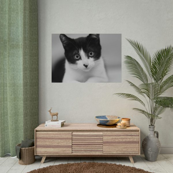 Bicolor Cat Poster