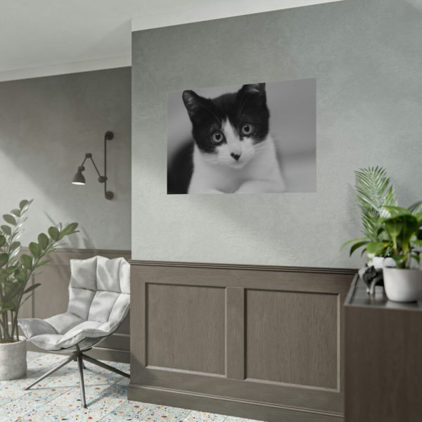 Bicolor Cat Poster