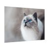 Closeup of a Blue Eyed Cat Poster