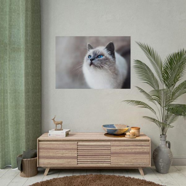 Closeup of a Blue Eyed Cat Poster
