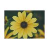 92408-282.jpg Blooming Yellow Petaled Flowers Poster