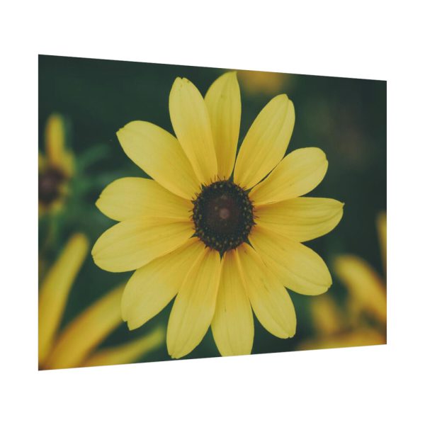 92408-284.jpg Blooming Yellow Petaled Flowers Poster