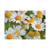 White Flowers Poster