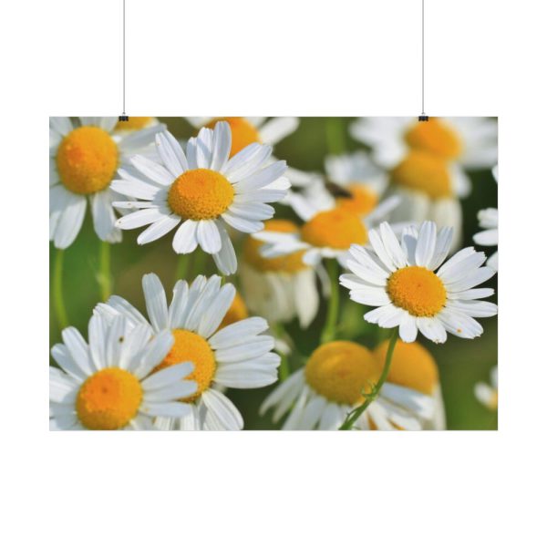 White Flowers Poster