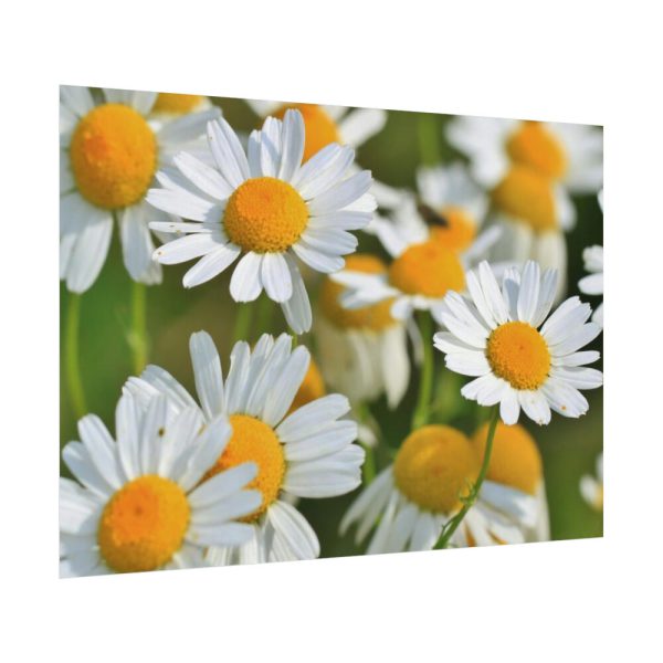 White Flowers Poster