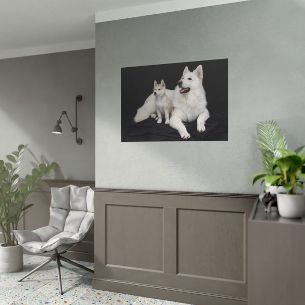 92408-29.jpg White Swiss Shepherds Poster