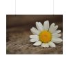 92408-293.jpg Daisy Family Poster