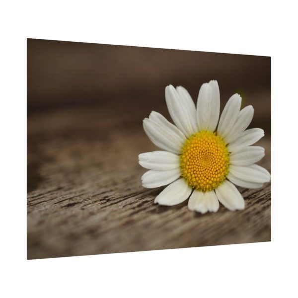 92408-294.jpg Daisy Family Poster