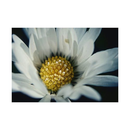 Daisy Pollen Poster
