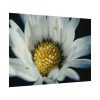 92408-304.jpg Daisy Pollen Poster