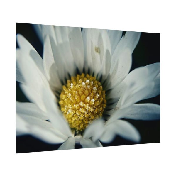 92408-304.jpg Daisy Pollen Poster