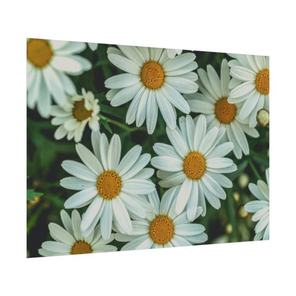 92408-314.jpg Blossom Daisy Poster