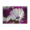 92408-317.jpg Flowering Plant Poster