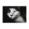 92408-322.jpg Bicolor Cat with Piercing Blue Eyes Poster
