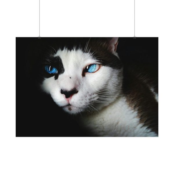 92408-323.jpg Bicolor Cat with Piercing Blue Eyes Poster