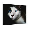 92408-324.jpg Bicolor Cat with Piercing Blue Eyes Poster