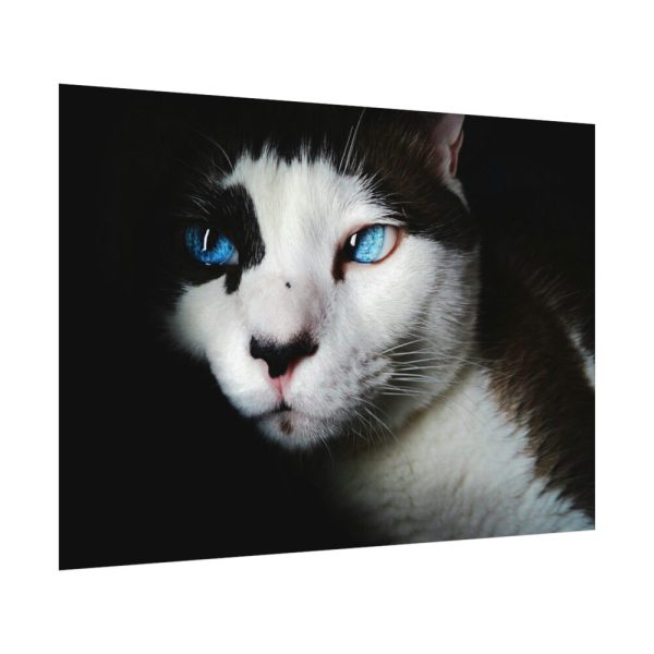 92408-324.jpg Bicolor Cat with Piercing Blue Eyes Poster