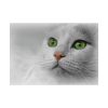 Beautiful Cat with Green Eyes Poster