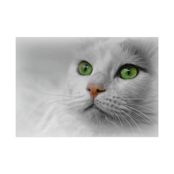 Beautiful Cat with Green Eyes Poster