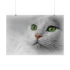 Beautiful Cat with Green Eyes Poster