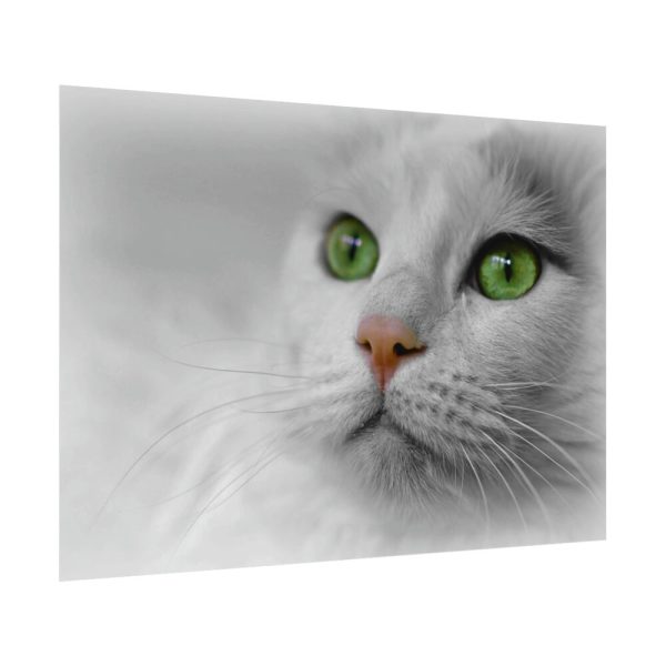 Beautiful Cat with Green Eyes Poster