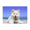 92408-33.jpg Dog on the Beach Poster
