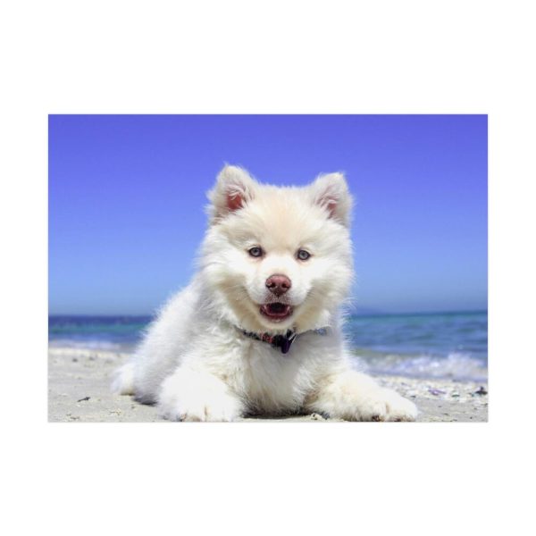 92408-33.jpg Dog on the Beach Poster