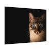 92408-334.jpg Cute Cat with Blue Eyes Poster