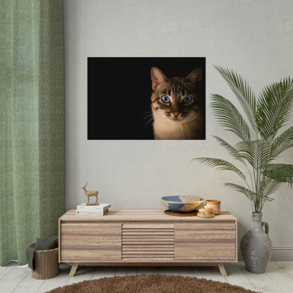 92408-335.jpg Cute Cat with Blue Eyes Poster