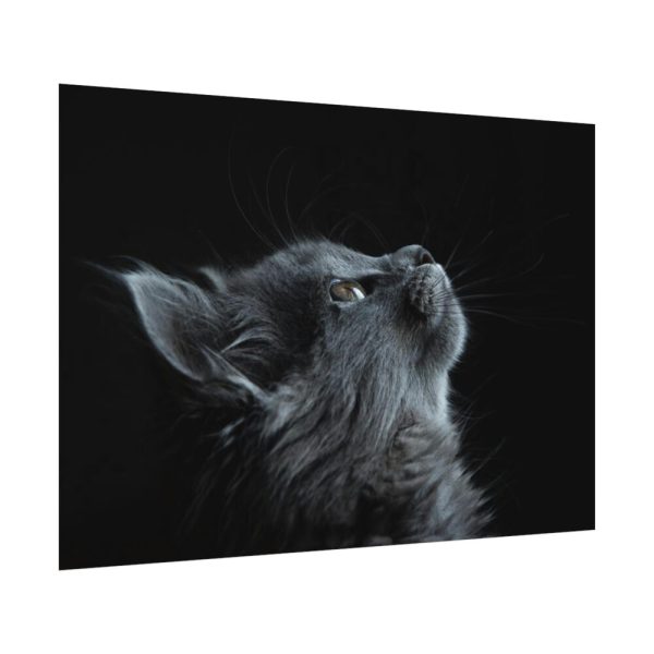 Cute Gray Cat Poster
