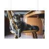 92408-343.jpg Beautiful Cat on Chair Poster
